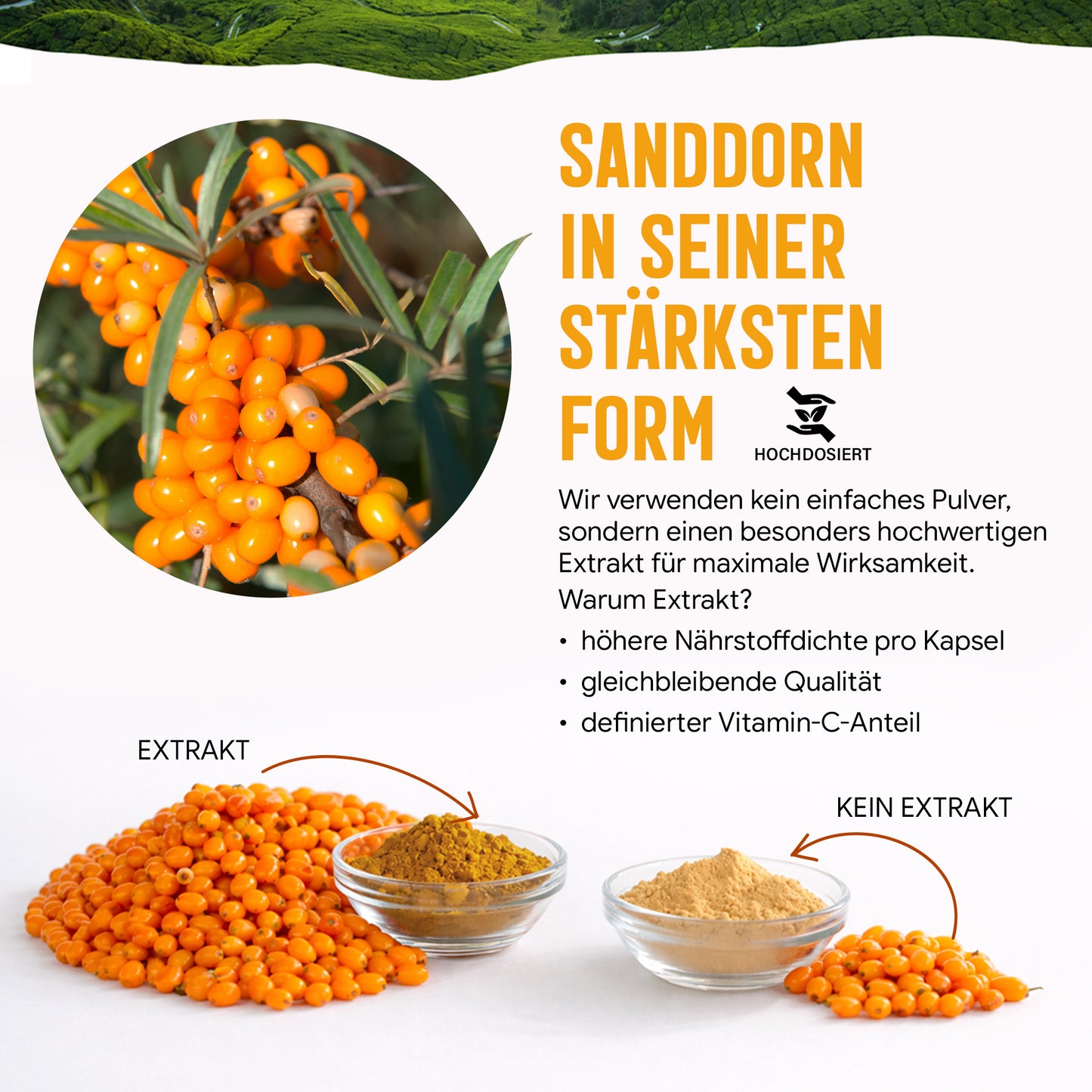 Sanddorn Extrakt Kapseln –  500 mg Frucht  – 30% Vitamin C | 120 Stück – 2 Monatsvorrat