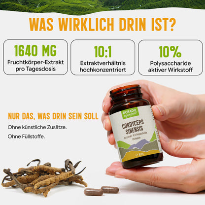 Cordyceps Pilz Kapseln hochdosiert | 410mg Extrakt | 10% Polysaccharide | 120 vegane Kapseln | Vitalpilz