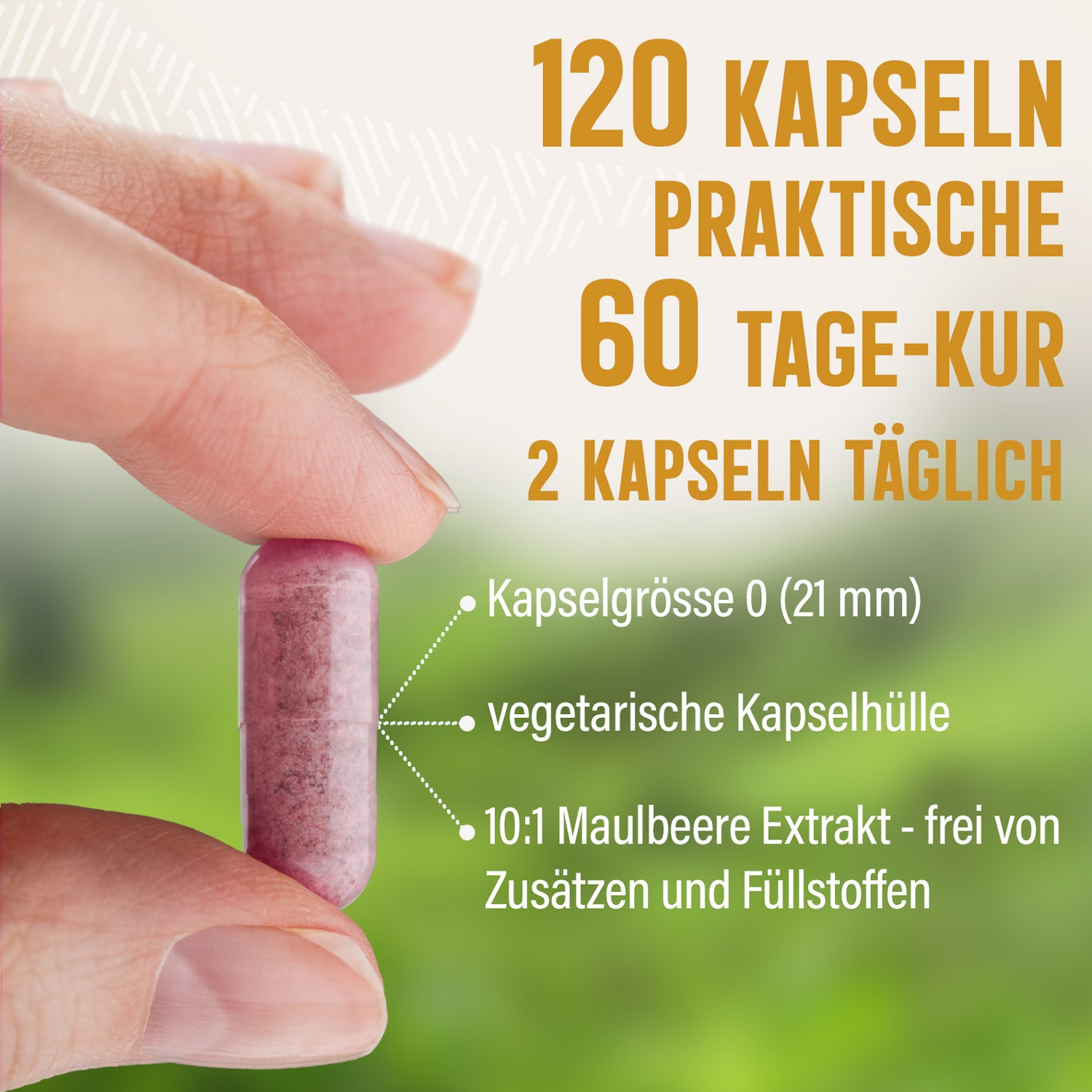 Maulbeere Extrakt Kapseln - 120 Stück, 950 mg Tagesportion